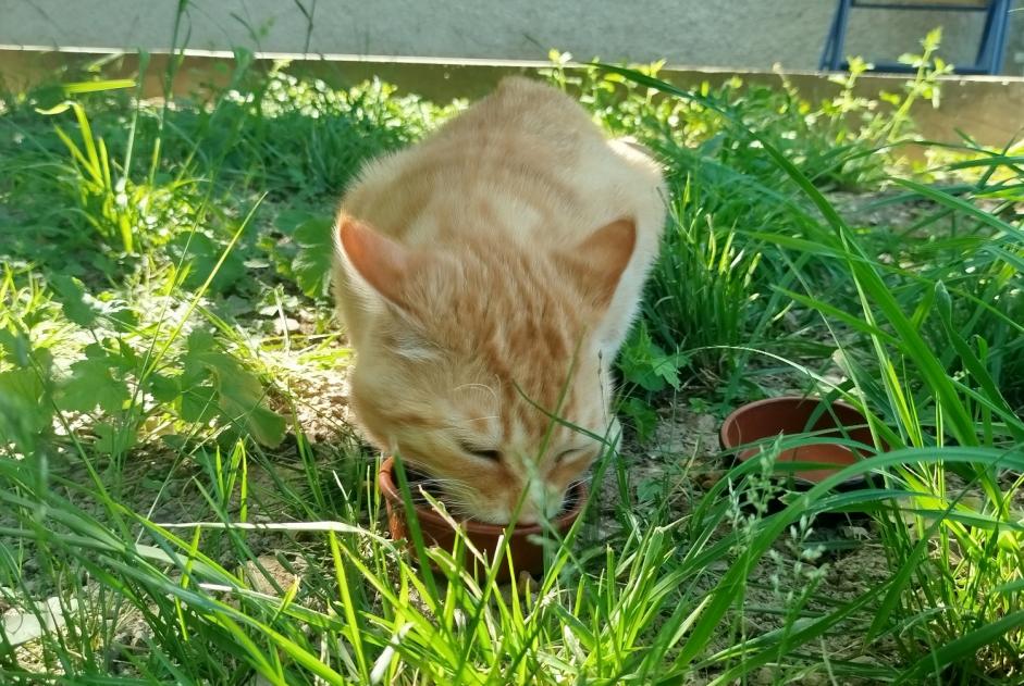 Fundmeldung Katze  Männliche Beauvallon Frankreich