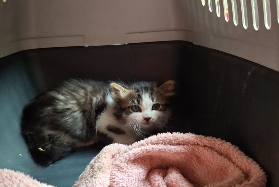 Fundmeldung Katze Unbekannt Saint-Christo-en-Jarez Frankreich