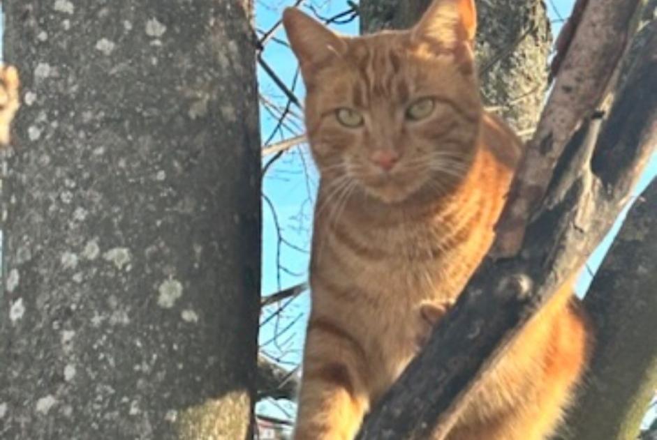 Vermisstmeldung Katze Männliche , 6 jahre Villars Frankreich