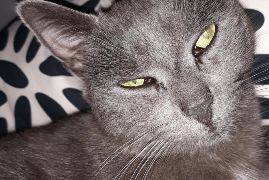 Disappearance alert Cat Female , 9 years Saint-Marcellin-en-Forez France