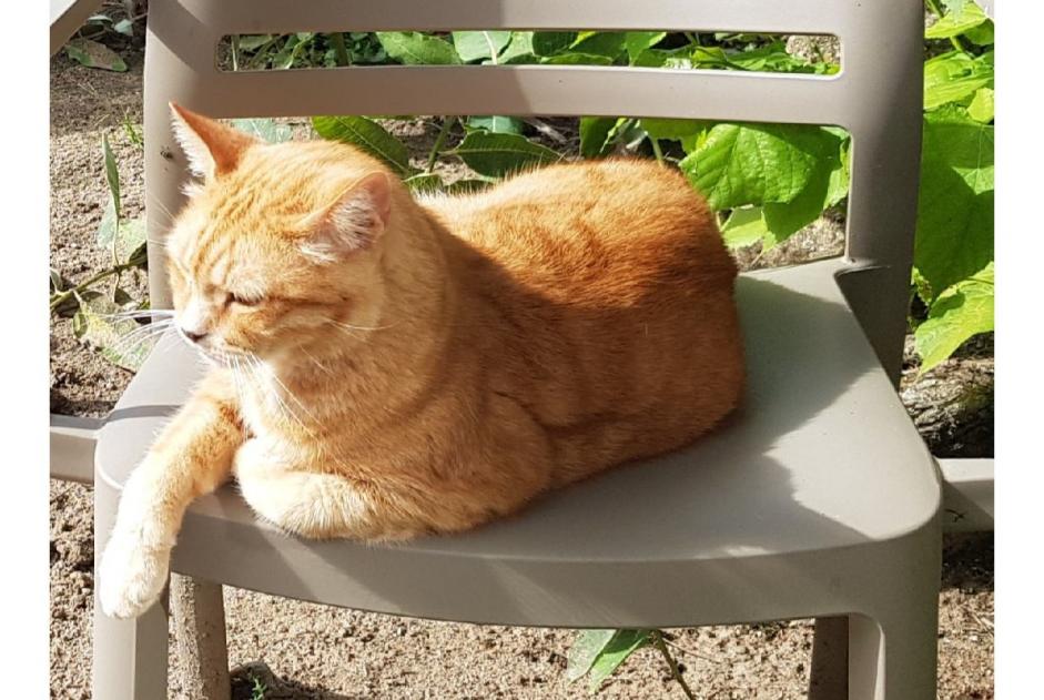 Disappearance alert Cat Male , 8 years Le Coteau France