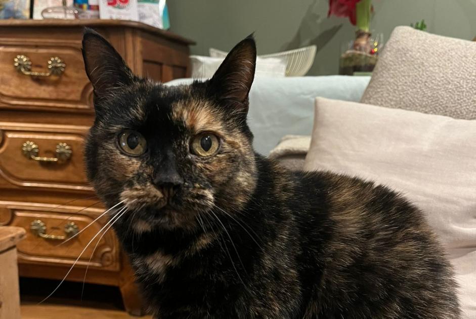 Disappearance alert Cat  Female , 14 years Riorges France