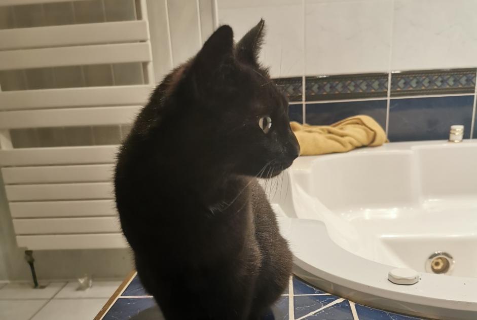 Discovery alert Cat Female Feurs France