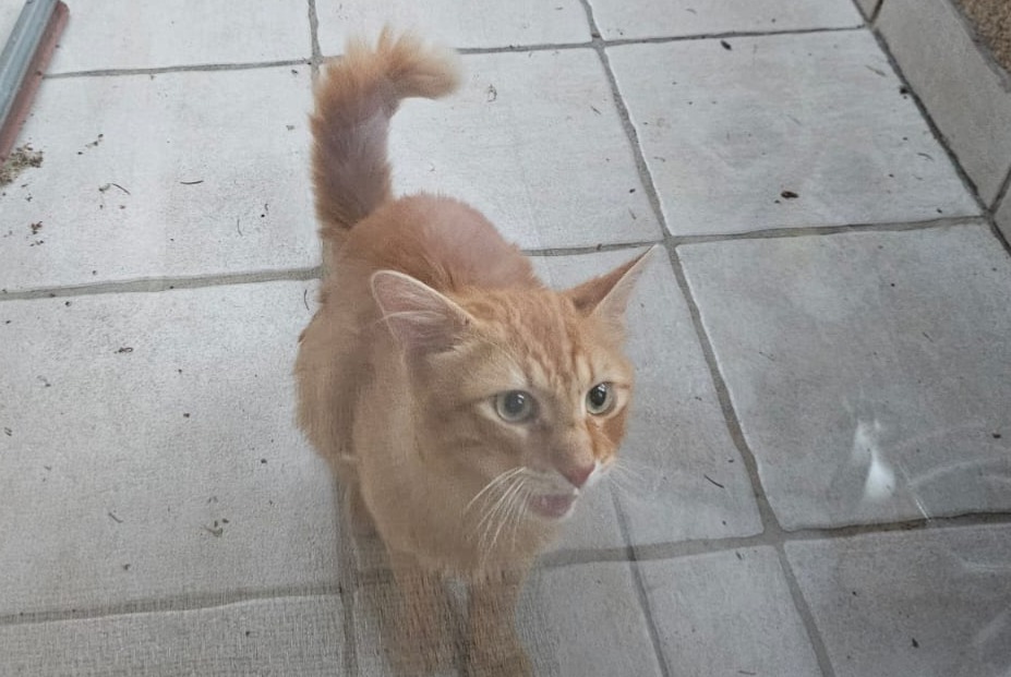 Discovery alert Cat Unknown Saint-Paul-en-Cornillon France Discovery alert Cat Unknown Saint-Paul-en-Cornillon France