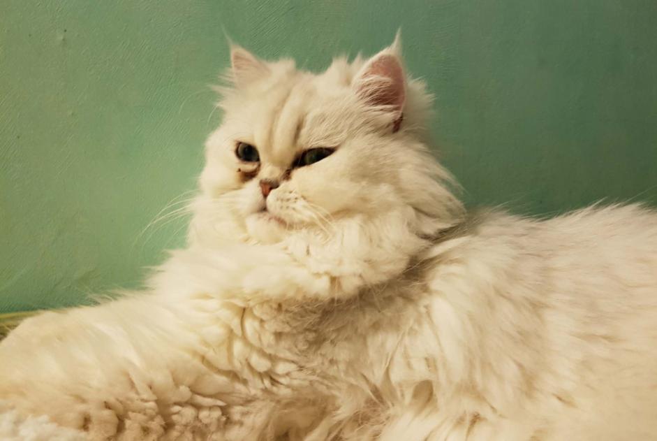 Disappearance alert Cat  Male , 4 years Andrézieux-Bouthéon France