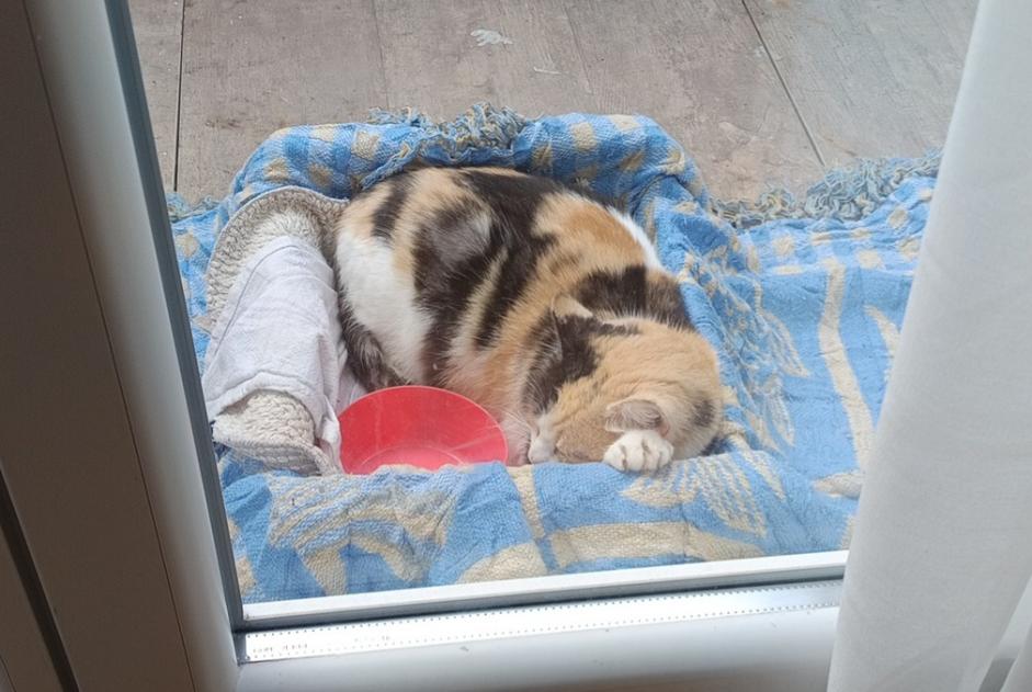 Alerta de Hallazgo Gato Hembra Le Chambon-Feugerolles Francia