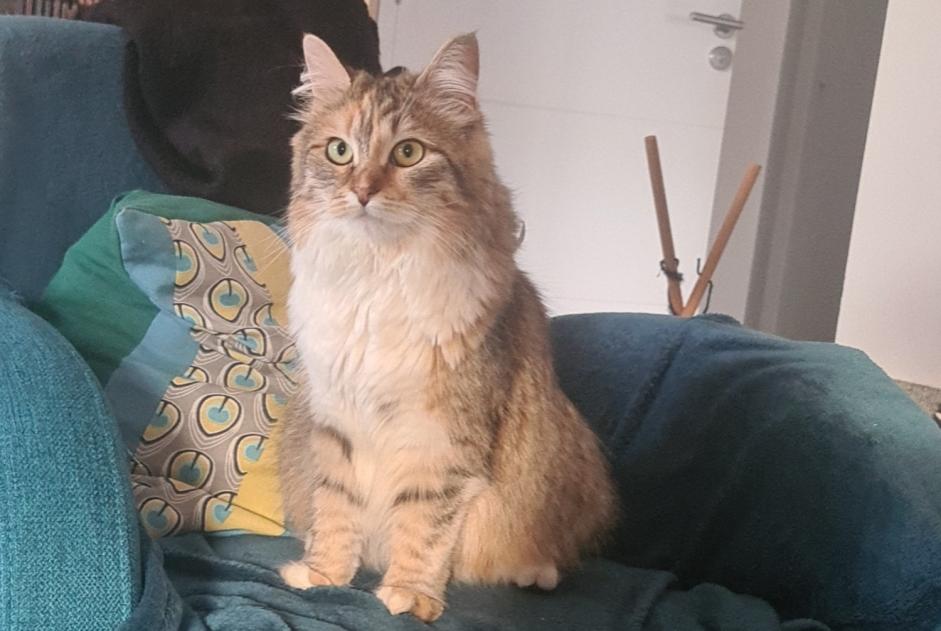 Alerta de Desaparición Gato Hembra , 1 años La Talaudière Francia Alerta de Desaparición Gato Hembra , 1 años La Talaudière Francia