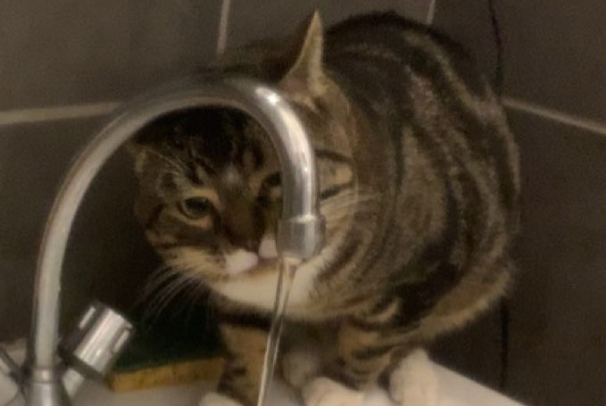 Alerte Disparition Chat Mâle , 3 ans Saint-Étienne France Alerte Disparition Chat Mâle , 3 ans Saint-Étienne France