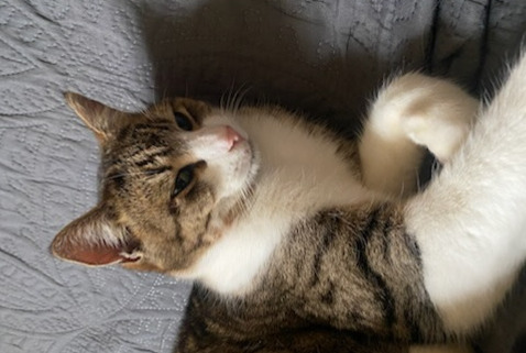 Alerte Disparition Chat Mâle , 5 ans Saint-Haon-le-Vieux France Alerte Disparition Chat Mâle , 5 ans Saint-Haon-le-Vieux France