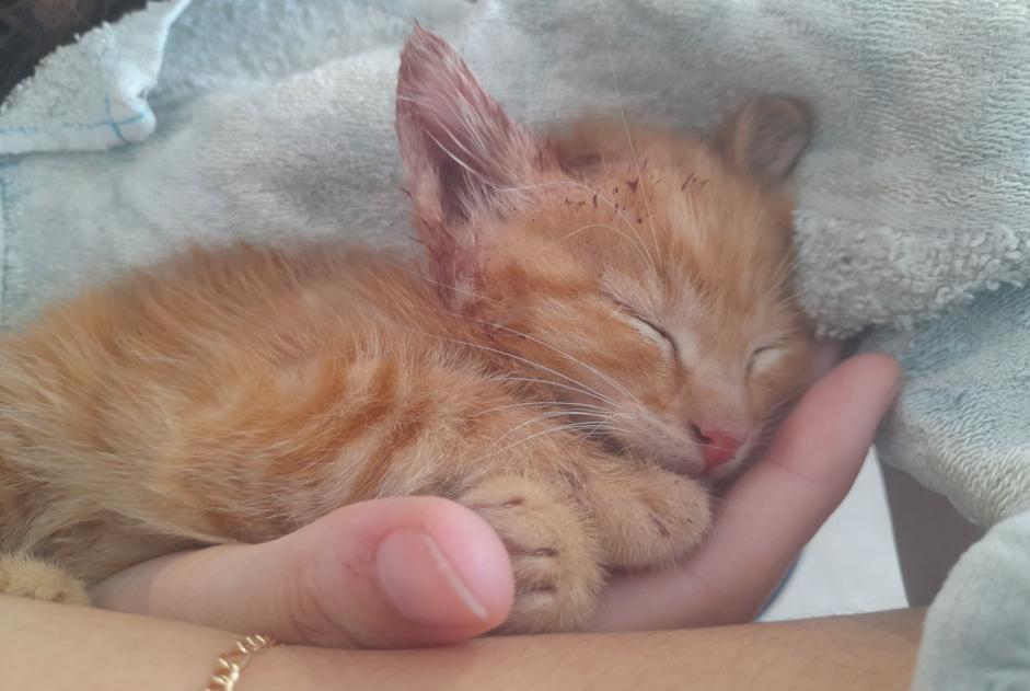 Alerte Découverte Chat Inconnu , Entre 1 et 3 mois Bourg-Argental France