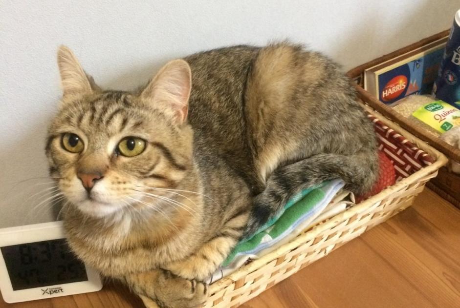 Alerte Disparition Chat Mâle , 3 ans Saint-Jean-Soleymieux France Alerte Disparition Chat Mâle , 3 ans Saint-Jean-Soleymieux France