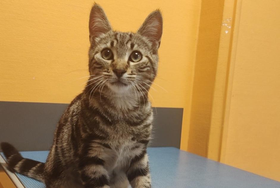 Alerte Découverte Chat  Mâle Saint-Étienne France