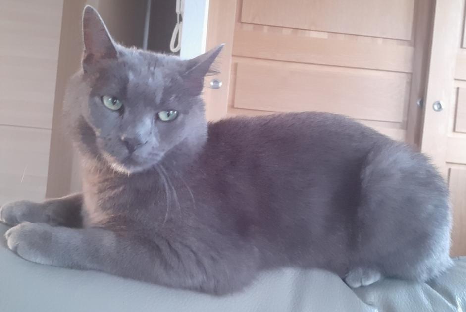 Alerta desaparecimento Gato Macho , 4 anos Saint-Vincent-de-Boisset France Alerta desaparecimento Gato Macho , 4 anos Saint-Vincent-de-Boisset France